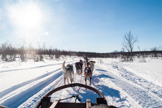 Eine weiße Winterlandschaft, klarer blauer Himmel. Der Blick fällt auf die Hunde, die den Schneeschlitten über die offene Landschaft ziehen.